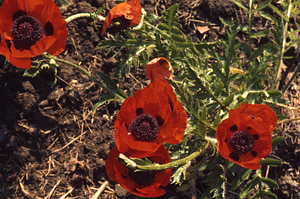 Oriental Poppy in Buxton Garden
