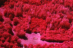 Aerial false-color IR image of Hopkins Hay Meadow with meteorological station and U.S. Forest Service genetic plantations.