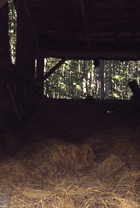 Corn and hay in Moon Barn in the Moon Lot / Primmer Farm.