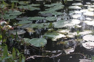 Bullfrog on a lily pad, Wellfleet Bay Wildlife Sanctuary