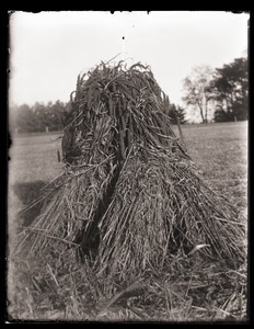 Sheaf of millet on field west of Hatch Barn, Massachusetts Agricultural College farm