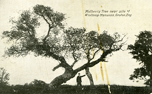 A Post Card Picture of a Mulberry Tree near Winthrop Mansion.