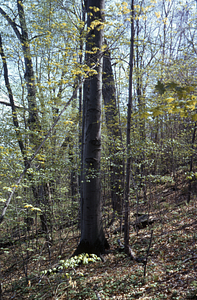 Beech and sugar maple in the Beinecke Stand.