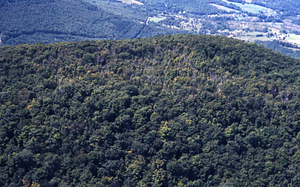 Aerial color image of Taconic Crest Trail at Cruise Line 02 South of VT State Line. False Color Infrared/True Color Project.