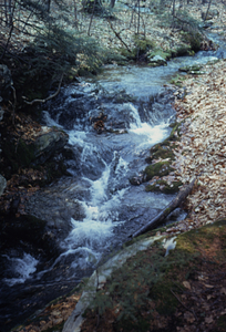 South & Middle Branch Birch Brook south of Upper Loop Trail.