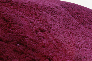 Aerial false color IR image of the Birch Strips in Moon Hollow. False Color Infrared/True Color Project.