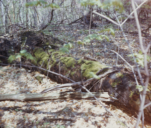 Big dead sugar maple (Acer saccharum) in gap at center of permanent plot 1043, the Beinecke Stand.