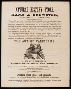 Natural History Store, taxidermy, Mann & Brewster, 16 Tremont Street, Boston, Mass., undated