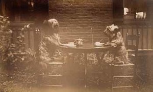 Two dogs at tea in garden