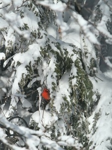 Lone cardinal in a hemlock tree in Seekonk