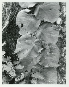 Leaves flat against trunk