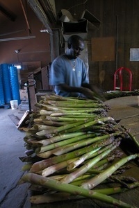 Hibbard Farm: worker at a round table, sorting and bunching asparagus