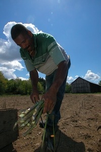 Hibbard Farm: harvesting asparagus