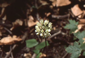 Wild leek in full flower in Beinecke Stand, early July, 1986.