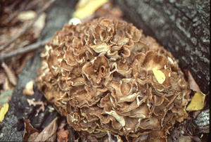 Hen-of-the-woods mushrooms (Grifola frondosa)