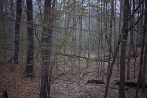 HMF Phenology #11 - 18 May 1972.
