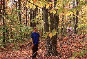 Aya Reiss (Class of 2000) in Permanent Plot 1131 establishing X- Y-coordinates of canopy trees. Ground truthing aerial photographs project - Plot 1131.