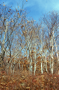 Beech (Fagus grandifolia) at edge of heath bald near permanent plot 1205.