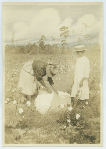 Black woman and girl in a South Carolina cotton field, tying a bundle