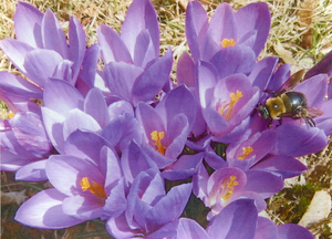 Amherst in spring time : crocus and bee