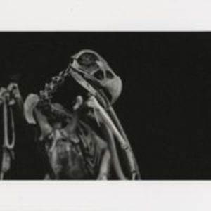 Digital print of eagle skeleton