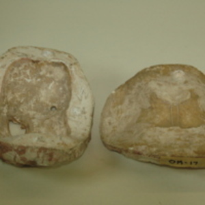 Dickinson-Belskie pubic bone mold, 1939-1950