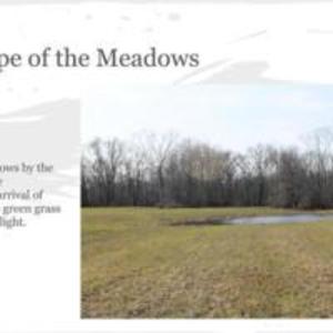 Meadow Landscape