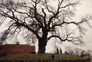 The great oak tree at Great Oak School