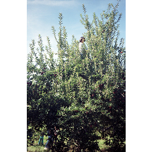 Woman in an apple tree during a Chinese Progressive Association trip