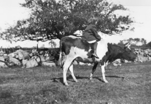 Girl riding a cow, location unknown, undated