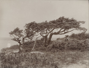 The cedars of West Chop, Martha's Vineyard, Mass., 1891