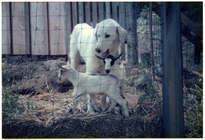 Maya, dog with baby goats Capella and Zetta
