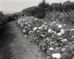 Flower gardens at Richard Milton estate