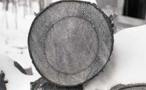 Close-up of sawn end of a log