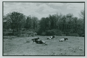 Holsteins lying down