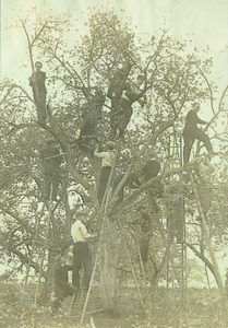 Class of 1910 students pruning an apple tree