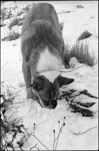 Boston University Bridge area: unidentified dog sniffing in the snow