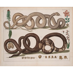 Plate LXXXIII [Two snakes with flowers]
