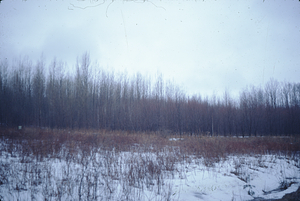 Ash [left] and red maple [right] genetic plantations GP-01-54.
