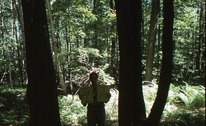 Birch Strips - White Birch Regeneration Study - White Birch Study Area. Strip Treatment Plot 3.5A. Landscape orientation.