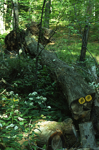 A Walk Along Debra Hall's Nature Trail: Stop 20. Red maple (Acer rubrum) that fell in January, 1974 marking the turn-around point on the Nature Trail.