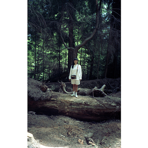 Young woman stands on a fallen tree trunk in British Columbia's temperate rain forest
