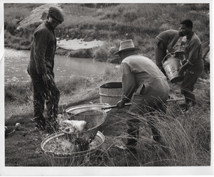 Men harvest carp from fish ponds in Lesotho. Plans are now underway to raise ducks on the fish ponds as a further source of protein