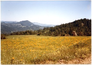 View of Bear Buttes and wildflowers in May