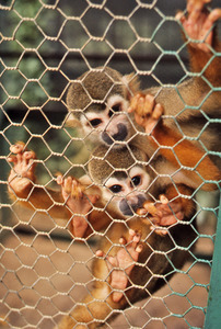 Two monkeys looking through a fence