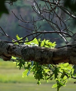 Branch of an oak tree, Wellfleet Bay Wildlife Sanctuary