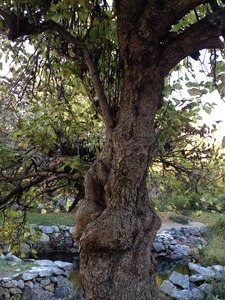 Gnarled tree trunk and stone walls at the Stony Brook Grist Mill and Museum