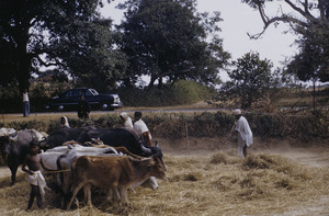 Cattle on threshing platform
