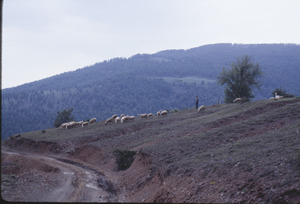 Sheep graze outside Volce