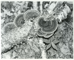 On ground branch along trail